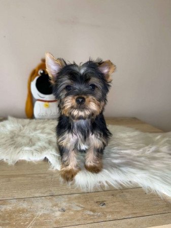 Mini Yorkshire terrier