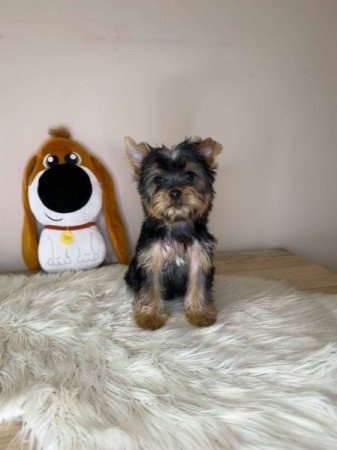 Mini Yorkshire terrier
