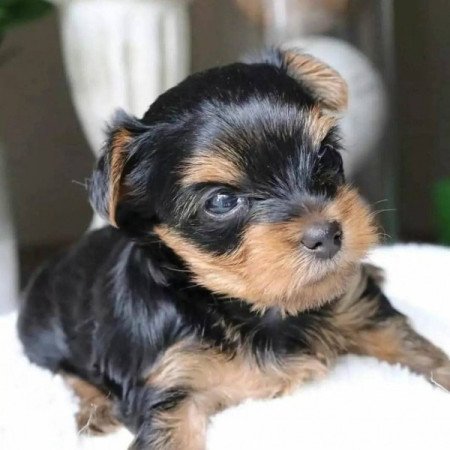 Yorkshire terrier