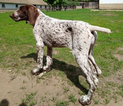 Rövidszőrű német vizsla