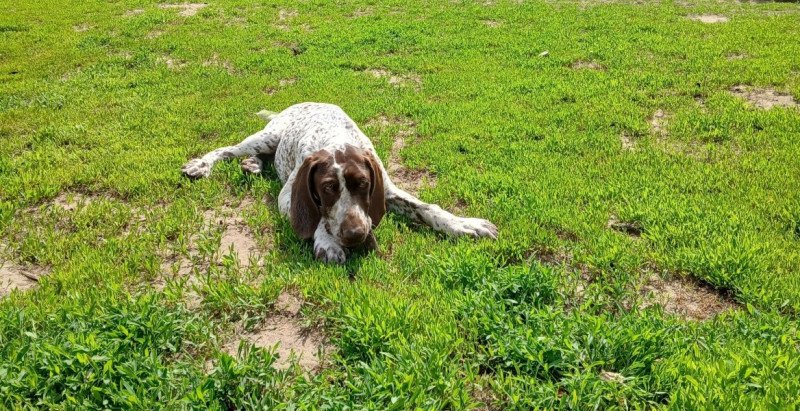 Rövidszőrű német vizsla