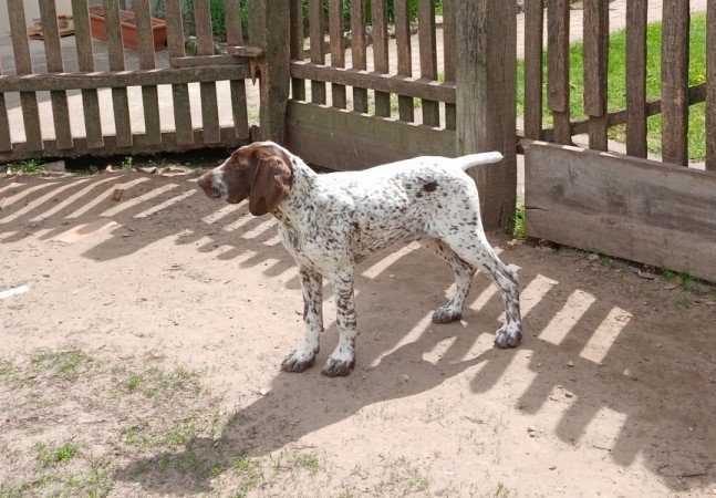 Rövidszőrű német vizsla