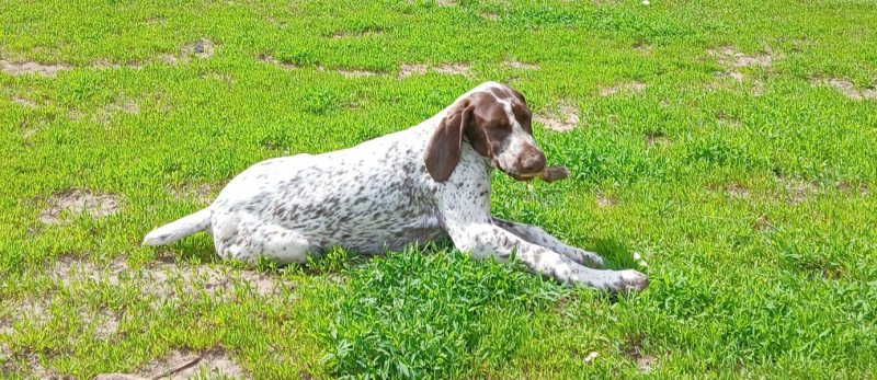 Rövidszőrű német vizsla