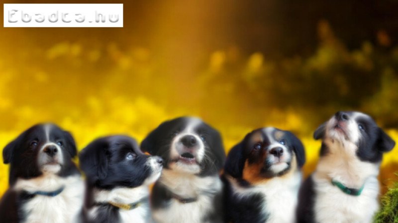 Border collie kutyusok gazdit keresnek