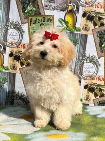 Maltipoo