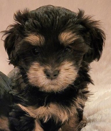 Uszkàr Yorkshire terrier