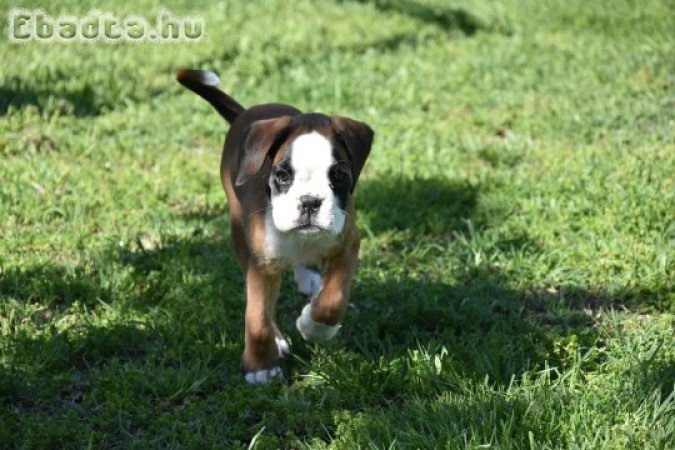 Német Boxer eladó tenyésztőtől, szerződéssel.