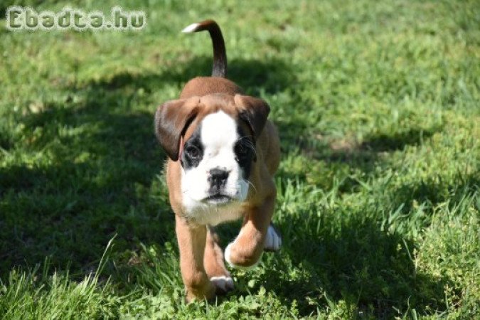 Német Boxer eladó tenyésztőtől, szerződéssel.