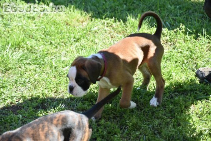 Német Boxer eladó tenyésztőtől, szerződéssel.