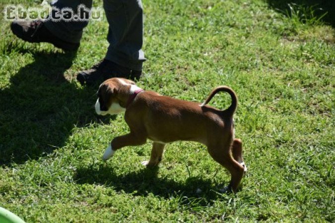 Német Boxer eladó tenyésztőtől, szerződéssel.