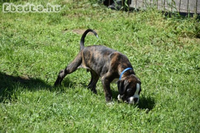 Német Boxer kan eladó törzskönnyvel, szerződéssel.