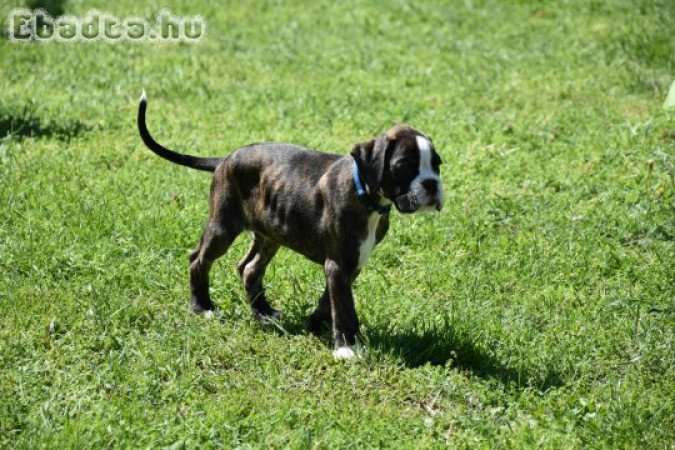 Német Boxer kan eladó törzskönnyvel, szerződéssel.