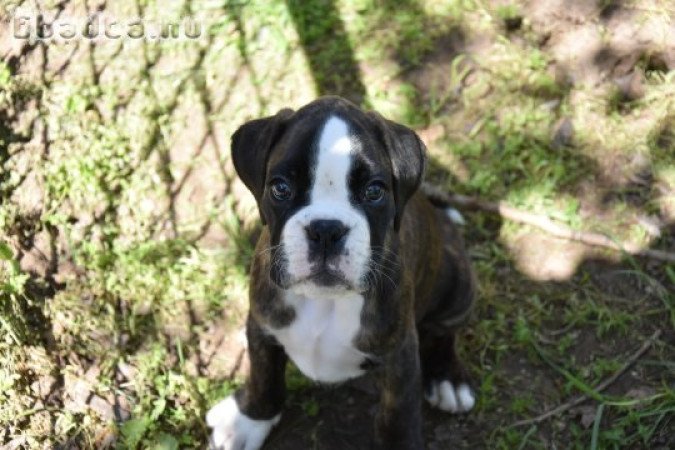 Német Boxer kan eladó törzskönnyvel, szerződéssel.