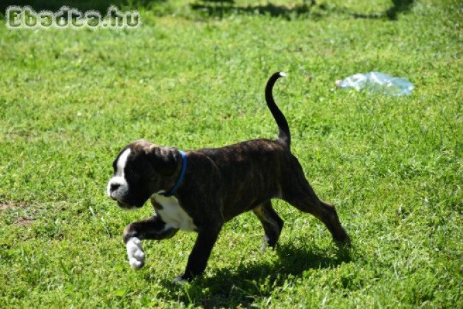 Német Boxer kan eladó törzskönnyvel, szerződéssel.