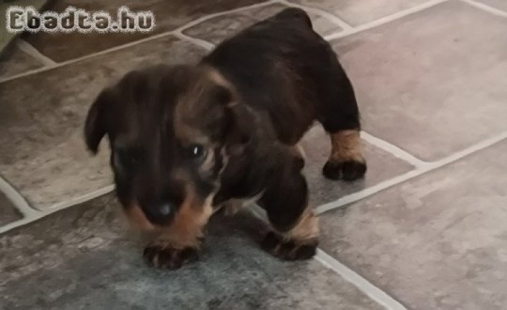 Szálkás szőrű tacskó kölykök eladók