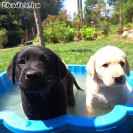 Törzskönyves Labrador retriever