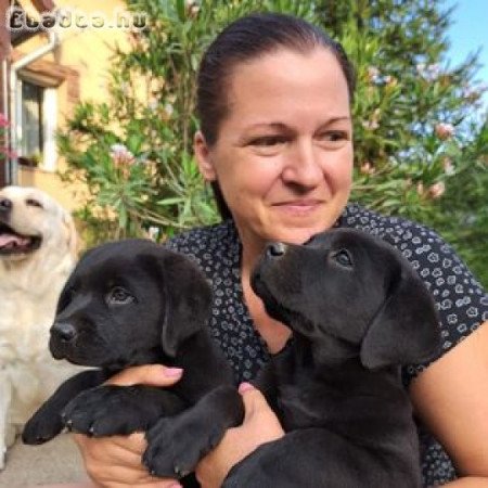 Törzskönyves Labrador retriever