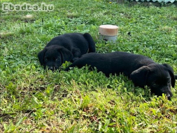 Labrador Fajtatiszta jellegű kutyusok