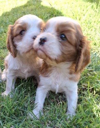 Cavalier King Charles spániel