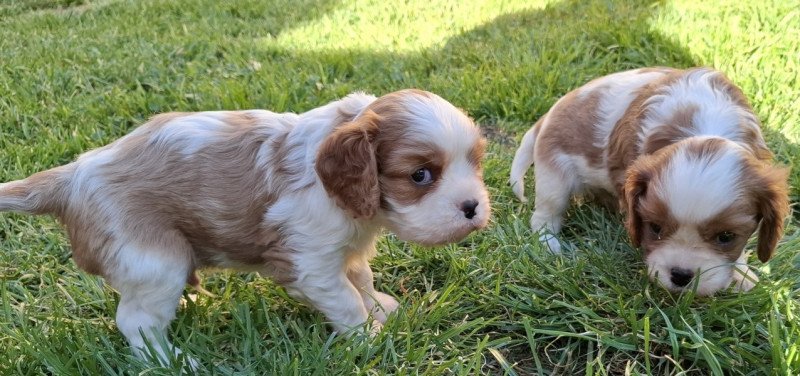 Cavalier King Charles spániel