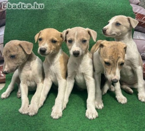 Whippet kiskutyák