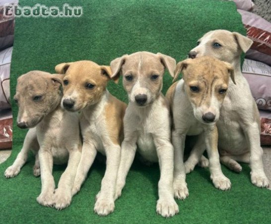 Whippet kiskutyák