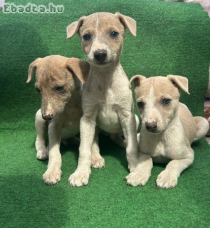 Whippet kiskutyák