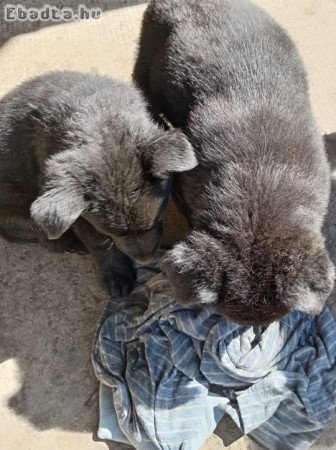 Németjuhász kiskutyák eladók