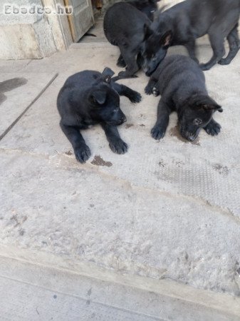 Németjuhász kiskutyák eladók