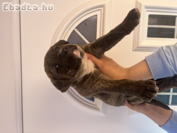 Amstaff/Staffordshire kölyök