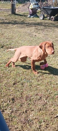 Magyar Vizsla