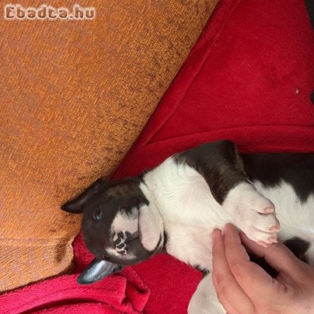 Mini bullterrier eladó