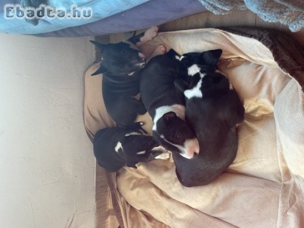 Mini bullterrier eladó