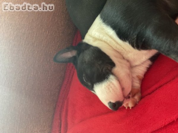 Mini bullterrier eladó