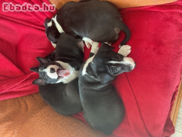 Mini bullterrier eladó