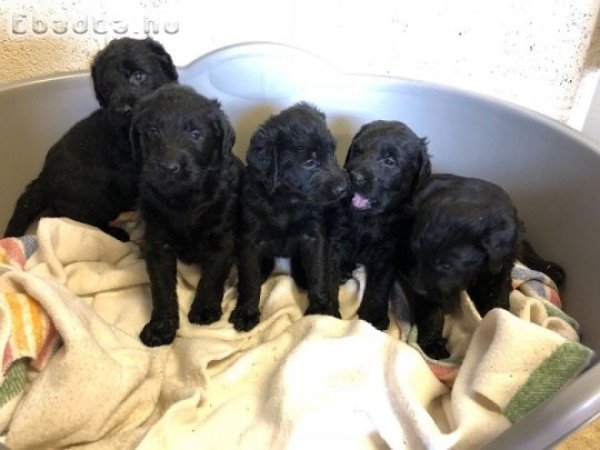 10 hetes labrador kölykök kaphatók