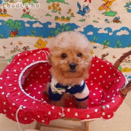 Toy és pici törpe uszkár kisfiúk