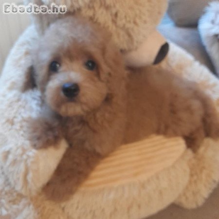 Toy és pici törpe uszkár kisfiúk