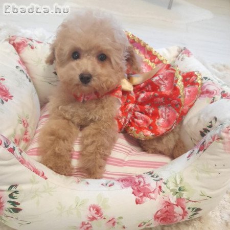 Toy és pici törpe uszkár kislányok