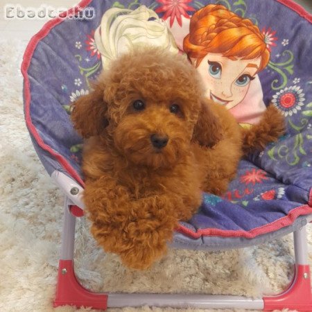 Toy és pici törpe uszkár kislányok