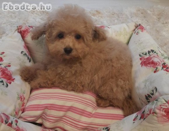 Toy és pici törpe uszkár kislányok