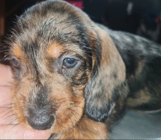 Szálkás szőrű tacskó