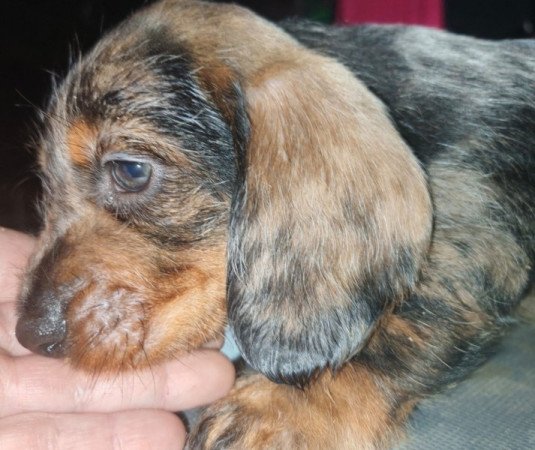 Szálkás szőrű tacskó