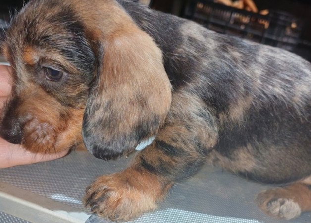 Szálkás szőrű tacskó