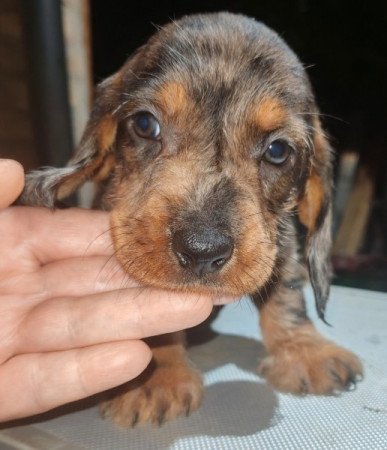 Szálkás szőrű tacskó