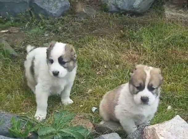 Közép Ázsiai juhász