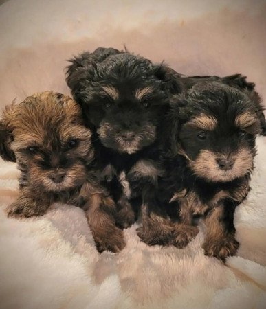 Havanese Yorki