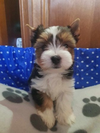 Yorkshire terrier biewer