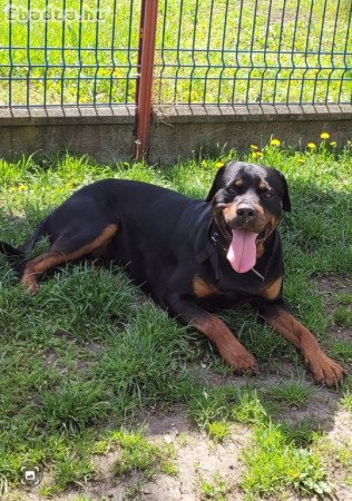 Rottweiler kutyus