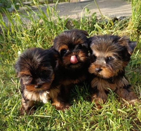 Yorkshire terrier
